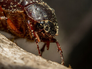Common chafer