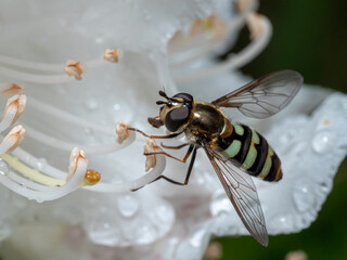 Hoverflies that feed on nectar