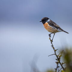 Stonechat