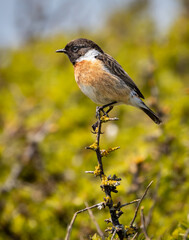stonechat