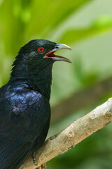 Fototapeta premium Asisan Koel Male Bird from Chennai India