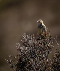 skylark