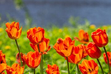 garden tulip flowers in early spring in a flower bed