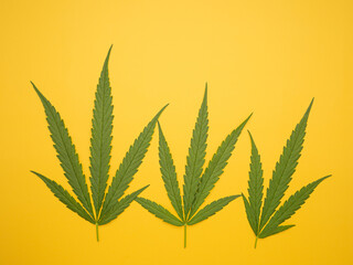 Top view of green cannabis leaves isolated on yellow background. Alternative medicine. Growing...