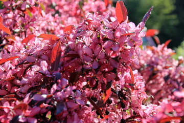 Decorative apple in a full bloom in a farm garden. Apple tree with pink flowers 