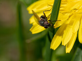 Fly