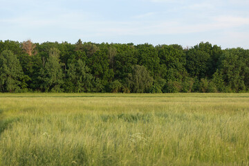 Fototapeta premium field of grass and trees