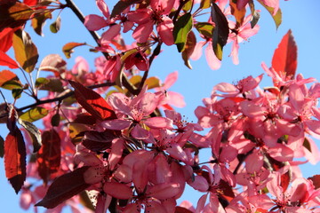 Decorative apple in a full bloom in a farm garden. Apple tree with pink flowers 