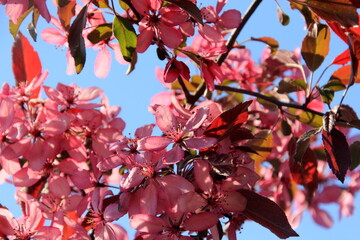 Decorative apple in a full bloom in a farm garden. Apple tree with pink flowers 