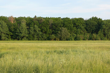 field of grass and trees