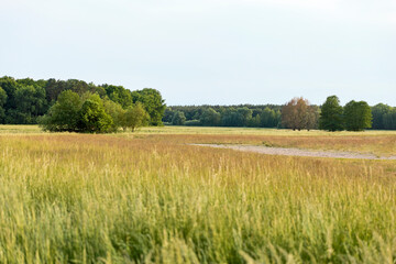 field of grass and trees