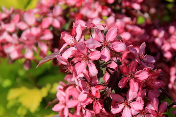 Decorative apple in a full bloom in a farm garden. Apple tree with pink flowers 