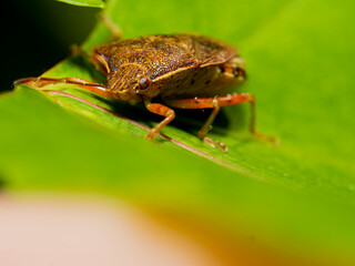 Marbled bug