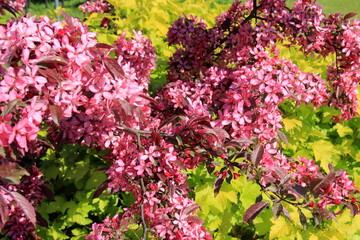 Decorative apple in a full bloom in a farm garden. Apple tree with pink flowers 
