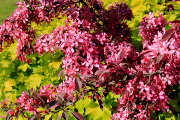 Decorative apple in a full bloom in a farm garden. Apple tree with pink flowers 