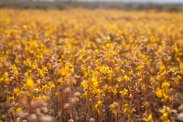 Obraz premium Small yellow flowers Utricularia bifida, Bloom in meadow flowers