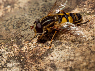 Hoverflies - Syrphes