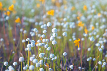 Small white and yellow flowers bloom in meadow flowers