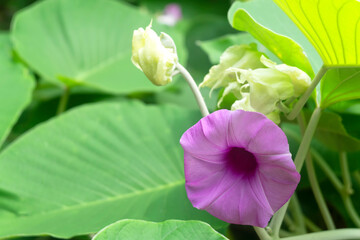 Purple flowers of Baby Rose, Elephant Climber, Elephant Creeper or Silver Morning Glory, Beautiful...