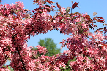 Decorative apple in a full bloom in a farm garden. Apple tree with pink flowers 