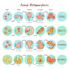 vector illustration of animal growth and metamorphosis with cartoon style isolated on white background.