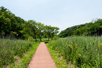 小網代の森の草原と木々　6月