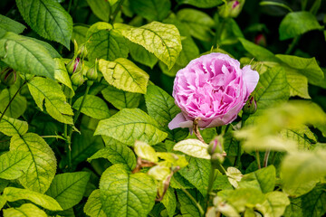 Blooming beautiful pink rose lying in a bed of green leaves. Wallpaper, beauty in Nature.