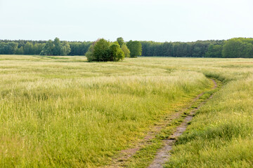 Fototapeta na wymiar landscape with a field and a footpath