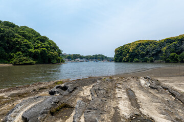 小網代の森の岸辺と干潟　6月　神奈川県三浦半島