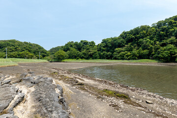 小網代の森の岸辺と干潟　6月　神奈川県三浦半島