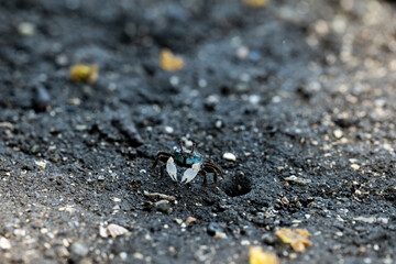 干潟のチゴガニ　6月　三浦半島小網代の森