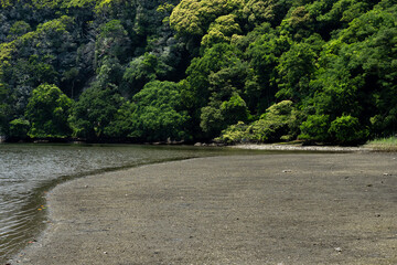 小網代の森の岸辺と干潟　6月　神奈川県三浦半島