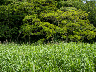 小網代の森の草原と木々　6月