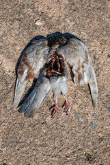 Athens, Greece - June 15, 2021: Pigeon carcass eaten by seagulls during the Covid outbreak.  