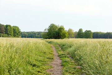 landscape with a field and a footpath