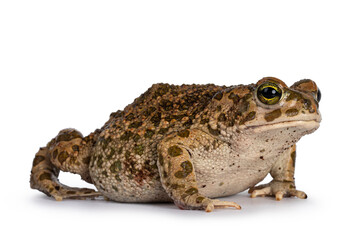 Bufo Boulengeri .aka African Green Toad, sitting side ways. Looking towards camera. Isolated on a white background.