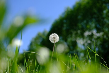 dandelion on the grass