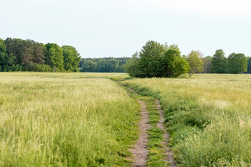 landscape with a field and a footpath