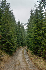 Mountain  road  through spruce forest to the snowy top