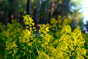 yellow flowers in spring