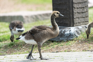 isolated canada goose goslings