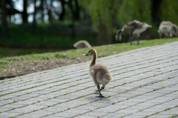 Fototapeta premium canada goose gosling walking across a brick pavement