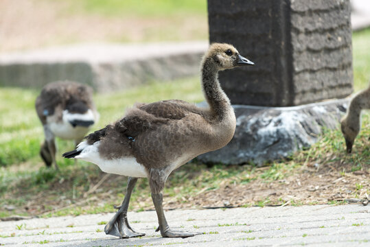 Canada Goose Gosling Images – Browse 10,943 Stock Photos, Vectors, and  Video | Adobe Stock