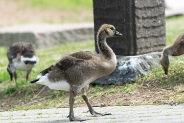 isolated canada goose goslings