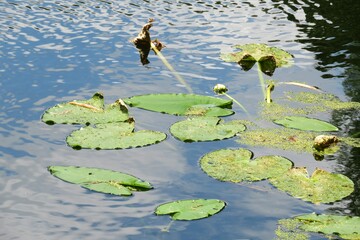 Blue river water background with lotus leaves in Florida nature
