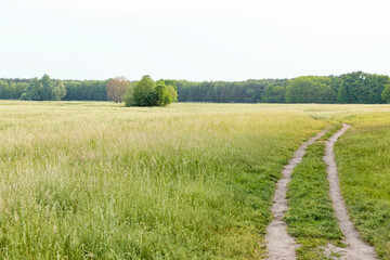 Fototapeta premium landscape with a field and a footpath
