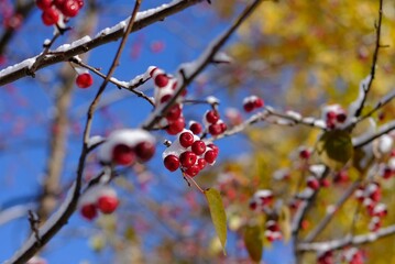 berries in snow