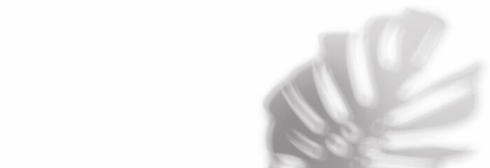 Shadow background of tropical monstera leaf