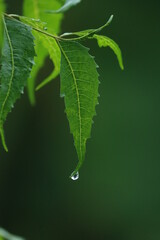 drop on leaf