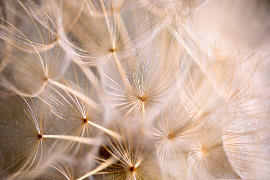 Winged seeds of dandelion head plant